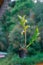 Green leaves, ornamental hanging plant, Dischidia tree in dry coconut husk hanging outdoor near the lake