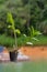 Green leaves, ornamental hanging plant, Dischidia tree in dry coconut husk hanging outdoor near the lake