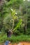 Green leaves, ornamental hanging plant, Dischidia tree in dry coconut husk hanging outdoor near the lake