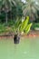 Green leaves, ornamental hanging plant, Dischidia tree in dry coconut husk hanging outdoor near the lake