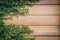 Green leaves over plank wood texture