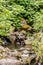 green leaves over small pools and stream in western washington