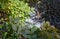 Green leaves over a waterfall, sunny weather