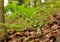 Green leaves and paired flower buds of a smooth Solomon`s seal plant in a spring forest.