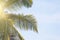 Green Leaves of a palm tree, blue sky and the sun. Exotic Tropical background. Palms in India, Goa