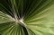 Green leaves of a palm tree spiral with a white middle