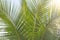 Green Leaves of a palm tree and the sun. Exotic Tropical background. Palms in India, Goa