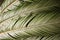 Green leaves of palm trees. Background of the Palme d`or.