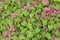 Green leaves pattern, autumn plant leaf background,pink polygonaceae flower