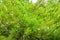 Green leaves pattern of creeping juniper or Juniperus horizontalis