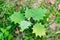 Green leaves pattern of Hairy-fruited eggplant or Solanum ferox  in the garden