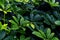 Green leaves pattern,leaf Dwarf Umbrella Tree or Schefflera arboricola in the garden