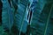 Green leaves pattern,leaf  Ravenala madagascariensis tree in the garden