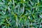 Green leaves pattern,leaf Tradescantia spathacea or Boat Lily, Candle Lily in the garden