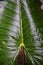 Green leaves pattern texture background giant taro leaf araceae plants water weeds in tropical forest - ear elephant leaf Alocasia