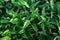 Green Leaves patterns and textures and natural background, botany beauty by leaves