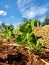 Green leaves of pea sprouts in a private backyard vegetable garden