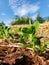 Green leaves of pea sprouts in a private backyard vegetable garden