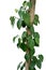 Green leaves pepper vine plant with green peppercorns climbing and twist around wooden pole or dried tree trunk isolated on white