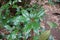 Green leaves of Phoebe paniculata Nees Nees in cloud forests of northern Thailand.