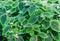 Green leaves of pilea spruceana friendship plant structure design