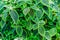 Green leaves of pilea spruceana friendship plant structure design