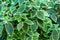 Green leaves of pilea spruceana friendship plant structure design