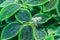Green leaves of pilea spruceana friendship plant structure design