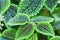 Green leaves of pilea spruceana friendship plant structure design