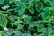 Green leaves of pilea spruceana friendship plant structure design