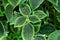 Green leaves of pilea spruceana friendship plant structure design