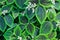 Green leaves of pilea spruceana friendship plant structure design