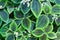 Green leaves of pilea spruceana friendship plant structure design