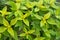 Green leaves of Pineapple sage, also called Tangerine sage (Salvia elegans)