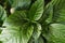 Green leaves of piperaceae green herbs. Nature summer concept. Tropical palm foliage. Piper sarmentosum Roxb, Wild Betel