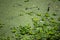 Green leaves of Pistia stratioteswater lettuce and Duckweed water lens covering the entire surface of the pond.