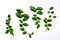 Green leaves placed on a white background.