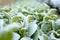 Green leaves plant covered in thin snow ice layer on a frosty morning