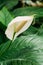 Green Leaves Of Plant Flower Spathiphyllum.