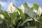 Green Leaves Of Plant Flower Spathiphyllum. It Is A Genus Of About 40 Species Of Monocotyledonous Flowering Plants In Family Arace