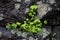 Green leaves plant growing on big rock wall in lush japanese lan