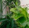 Green leaves plant growing in garden outdoors in rain, water drops in leaf, nature photography, gardening background