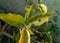 Green leaves plant growing in the garden outdoors in sunlight, nature photography, little black spider sitting in the branch