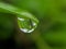 green leaves plant, rain water drop in green leaves,