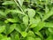 Green leaves plant rain water drop leaves in indian village home garden