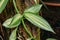 Green Leaves Of Plant Vanilla Planifolia Jacks Ex Andrews. It Is