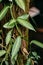 Green Leaves Of Plant Vanilla Planifolia Jacks Ex Andrews. It Is