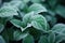 Green leaves of plants covered with frost