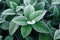 Green leaves of plants covered with frost