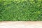 Green leaves plants fence or small tree wall  with floor walkway patterns on background